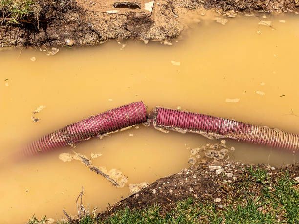 Best Water damage cleanup near me  in Swanton, OH